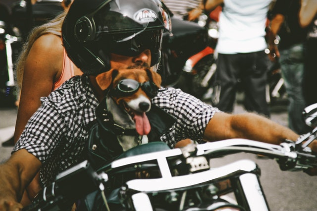 Motokár so psom na motorke